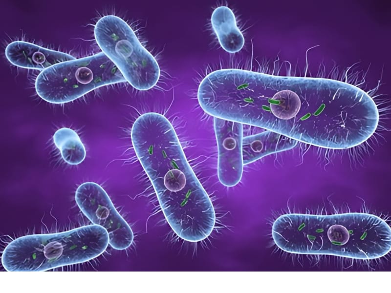 Treatment Of Typhoid Fever