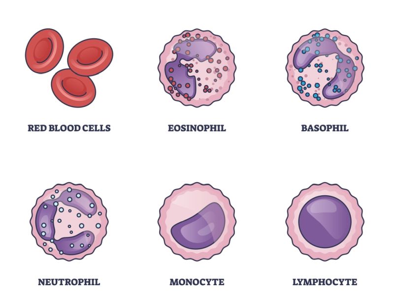 Myeloproliferative Neoplasm Meaning