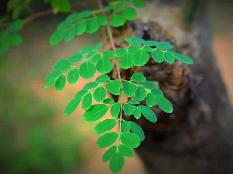 Moringa Powder