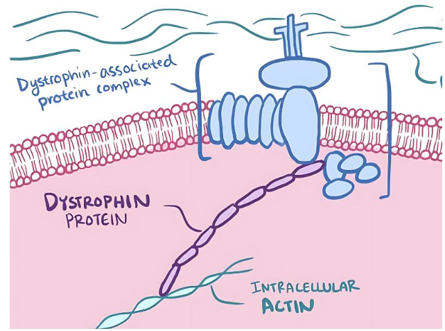 Becker Muscular Dystrophy, Impact Guru