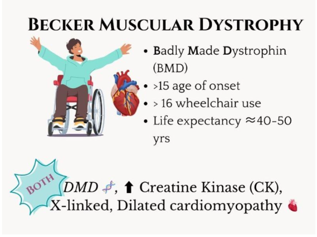 Becker Muscular Dystrophy, Impact Guru