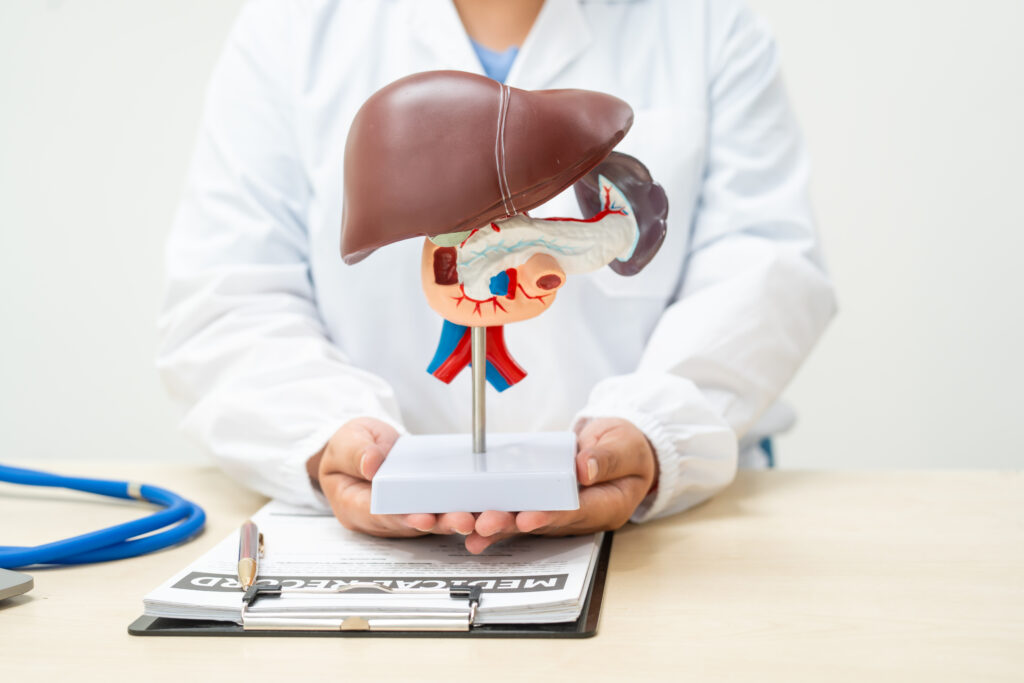 Liver Size in Human Body