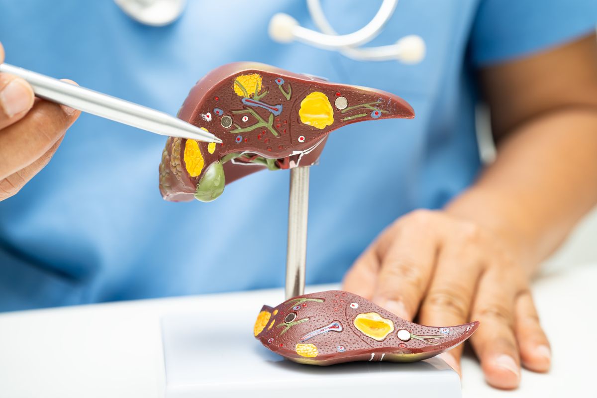 Liver Dimensions
