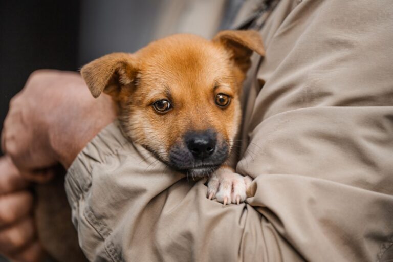 Street Dog Charities in India