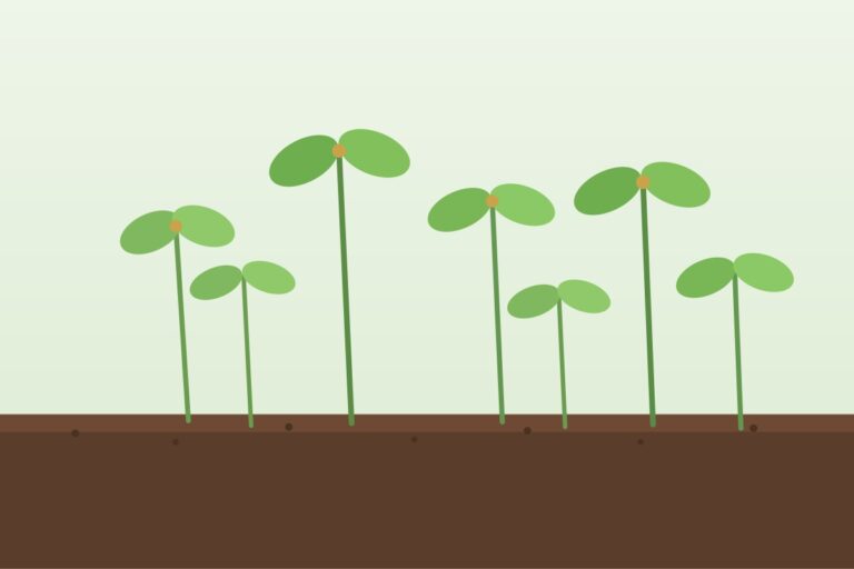 Microgreens