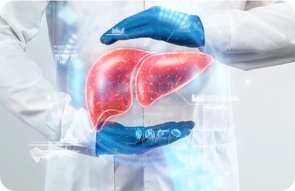 Doctor holding liver model